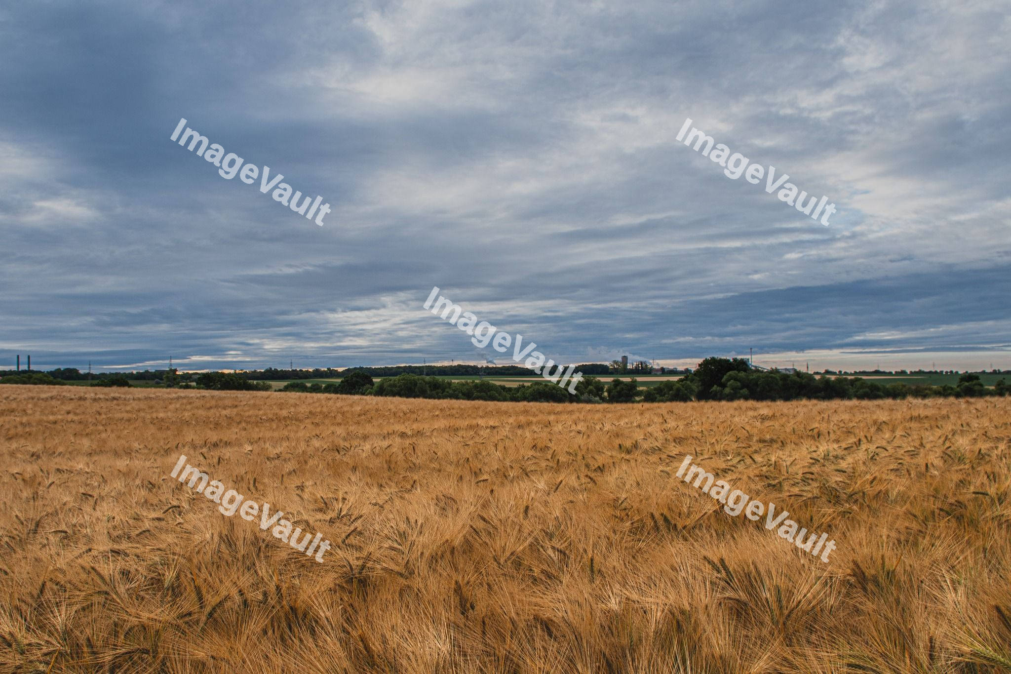 Wheat field